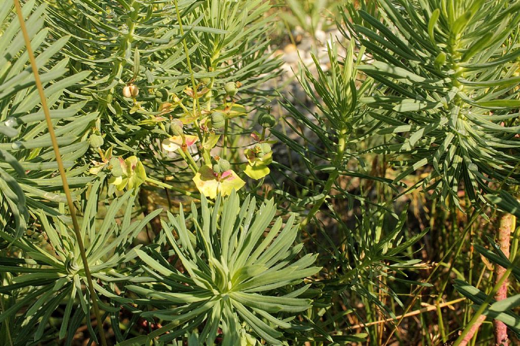 Euphorbia cyparissias